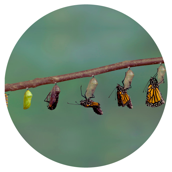 caterpillar life stages of morphing into butterfly